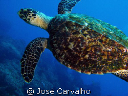 Turtle in the famous site Batente das Agulhas, a few mile... by José Carvalho 